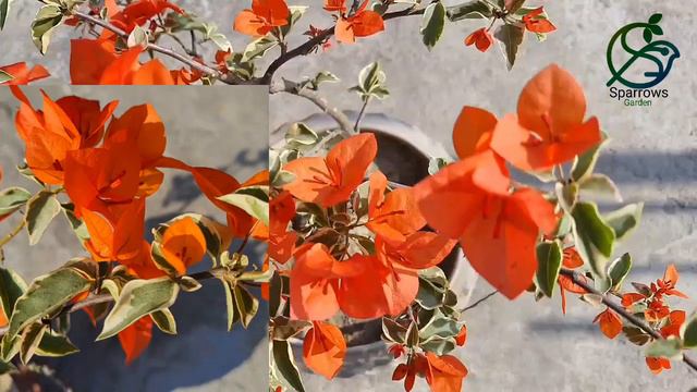 Bougainvillea 'Orange Ice'(অরেঞ্জ আইস বোগেনভিলিয়া/বুগেনভিলিয়া)#bougainvillea