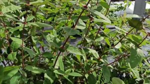 Бакчарские сорта жимолости радуют своим урожаем! Омск, 09.069.2022г.