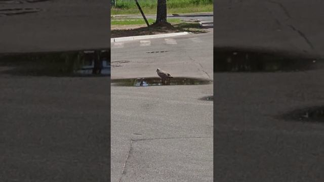 Путешествия с Друзьями на Лапках