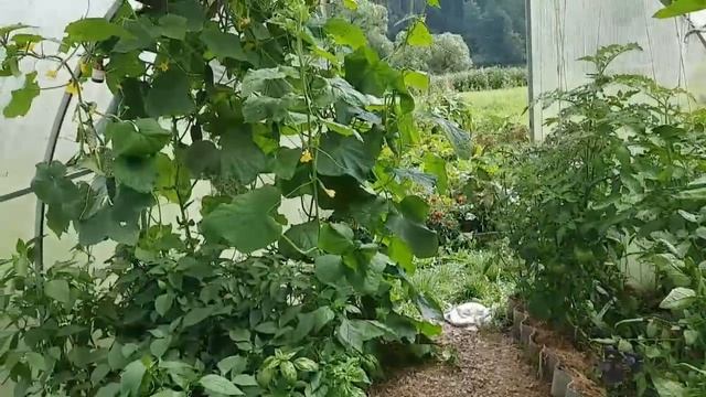 БЫЛИ В ГОРОДЕ, НО ЕЗДИЛИ НЕ ЗА ПОКУПКАМИ. ЗАСОЛИЛА САЛАКУ. смотреть онлайн