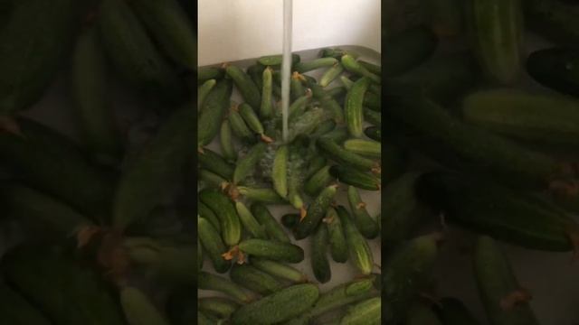 Осталось помыть огурчики с дачи. Огурчики из теплички. Наша дача. Лето на даче. Огород. смотреть онлайн