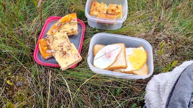 В поисках грибов.Снова в лесу.#тихаяохота #грибы2023 #грибы Сбор клюквы смотреть онлайн