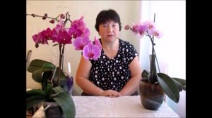 Пятна на цветах  и листьях орхидей.