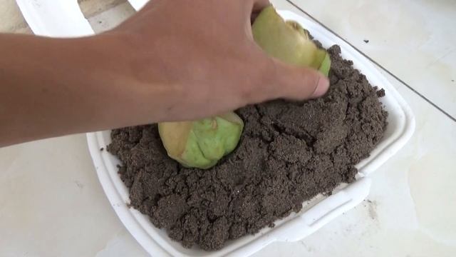 How to plant chayote in small garden | TDT ideas смотреть онлайн