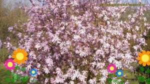 Магнолия лебнера Леонард Мессел. Краткий обзор, описание magnolia x loebneri Leonard Messel