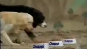 Реклама Chappi 2001 (Russia)