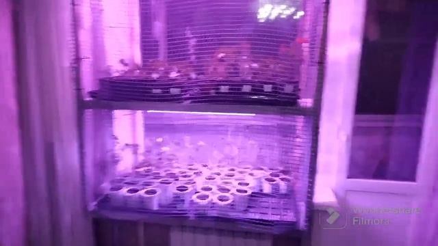 Лайфхак для дома или как вырастить рассаду, если дома домашние животные. смотреть онлайн