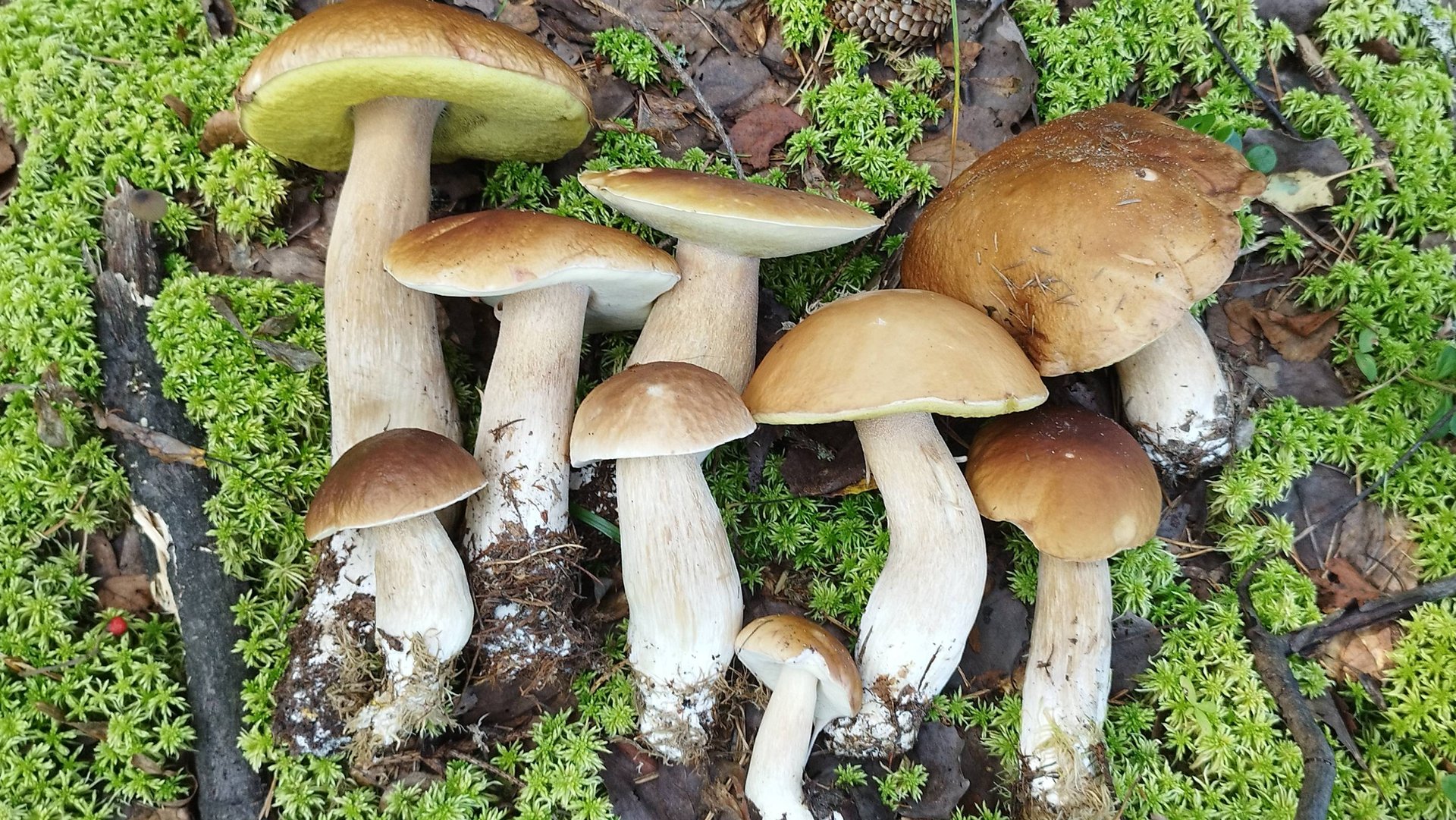 Белые грибы и подосиновики собрали для соседа. смотреть онлайн