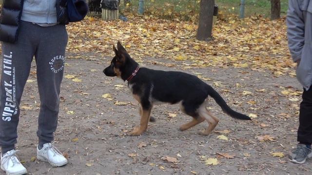 Щенки немецкой овчарки Альф и Адольф на дрессировочной площадке в Дюковском парке. Одесса. Украина. смотреть онлайн
