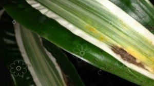 Спасаем драцену