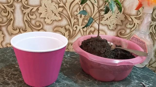 Фикус Бенджамина. Пересадка и уход смотреть онлайн