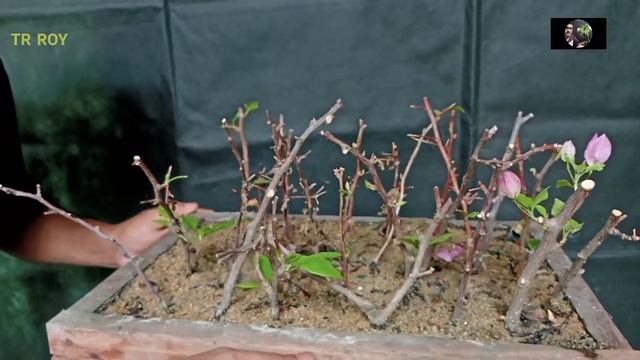 how to propagate bougainvillea/Bougainvillea cutting to grow. смотреть онлайн