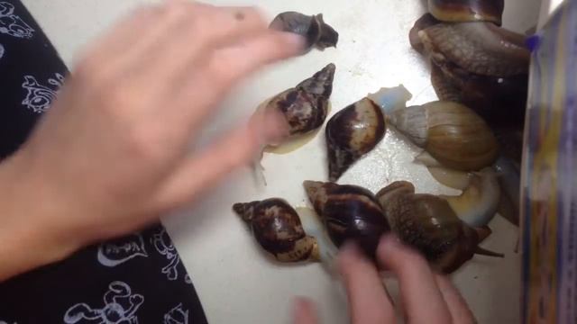 Моя Огромная Коллекция Улиток/ Ахатина, Архахатина и древесинам!!! смотреть онлайн
