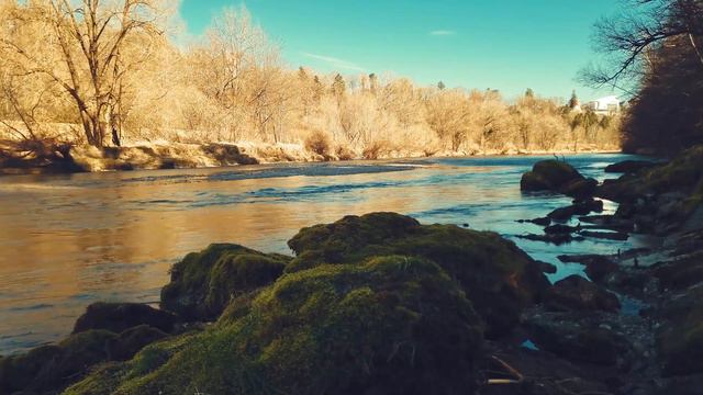 Расслабляющие птицы и звуки воды для сна🍵Звуки весеннего леса и расслабляющее пение птиц для сна смотреть онлайн