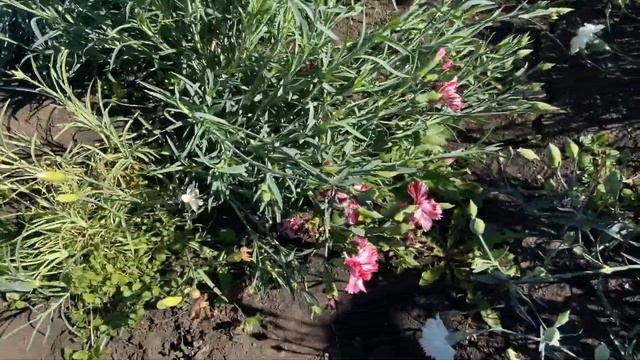 Гвоздички шабо выращиваем из семян!) смотреть онлайн