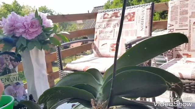 Как посадить детку орхидеи. Размножение орхидей. Посадка орхидей. Простой способ. смотреть онлайн