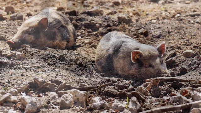 PIG GRUNTING SOUND EFFECT - Grunting Pig | Free Pig Grunting Noise Sound FX for Download смотреть онлайн