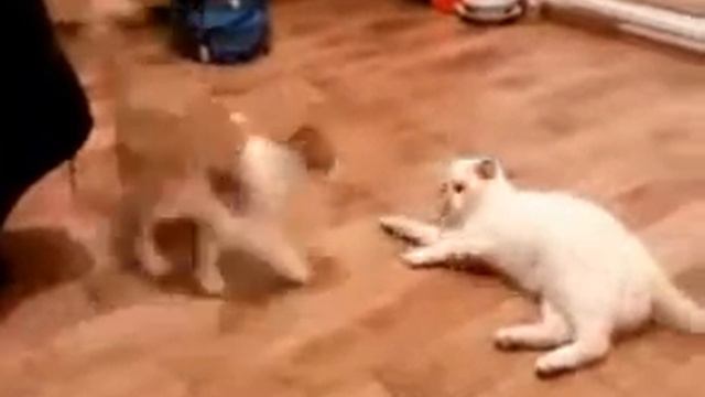 Рыжий vs Белый смотреть онлайн