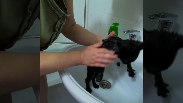#Как #правильно #котёнка #купать ?? | #А #вы #так #сможете? смотреть онлайн