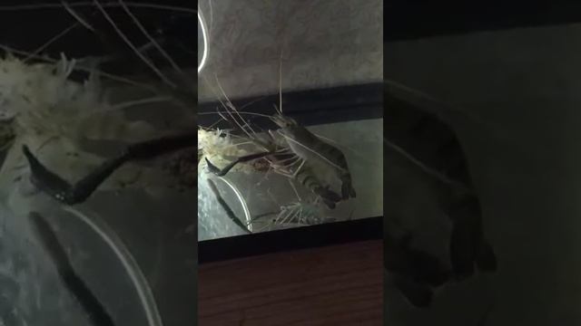 Креветки смотреть онлайн