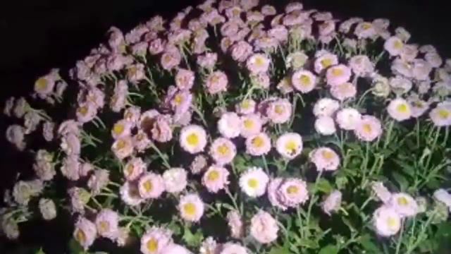Дарю Вам Ночные Хризантемы смотреть онлайн