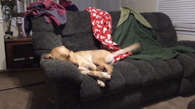 So Happy He Wags His Tail In His Sleep.