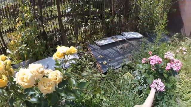 САЖЕНЦЫ ПОЕХАЛИ! ЗАГАДОЧНАЯ НАДПИСЬ. ОБЗОР РОЗ - РОБУСТА, АЛЬБА, ФЛАМЕНТАНЦ, НЬЮ ДОУН И ДР. смотреть онлайн