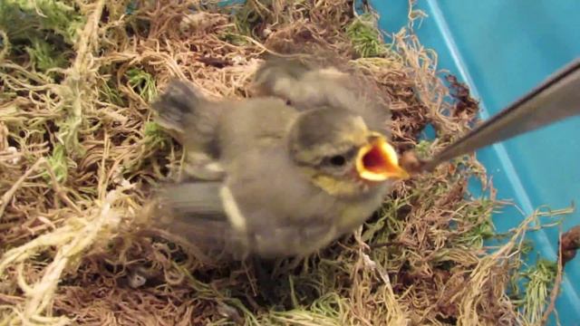 Кормление птенца синицы - 3 смотреть онлайн