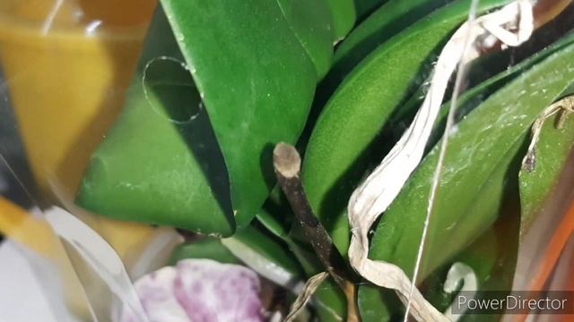 Не думала, что уйду с Орхидеей?Уценили Все Орхидеи в Леруа и Ашане после Нового года /7.01.2024г. смотреть онлайн