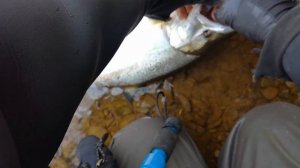 Сима на горной реке / Cherry Salmon. Mountain stream