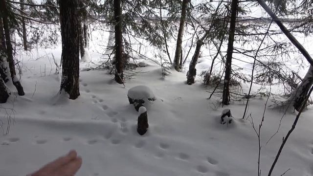 ❗ГРИБНИК В ЛЕСУ НАКРЫЛ ЗВЕРЯМ ПРАЗДНИЧНЫЙ СТОЛ?ПОДКАРМЛИВАЮ ЗАЙЦЕВ ЗИМОЙ В ЛЕСАХ ПОДМОСКОВЬЯ.❄ЯНВАР смотреть онлайн