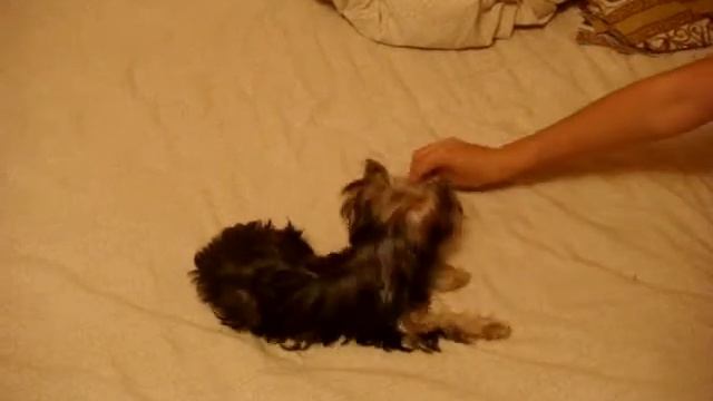 Бекка делает кувырки