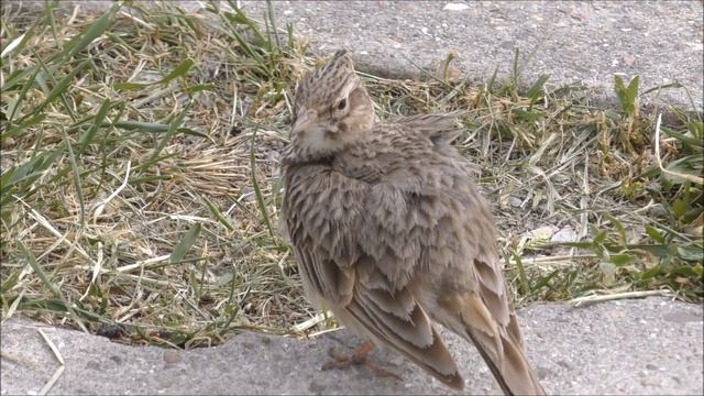 Полевой Жаворонок / Skylark / Alauda arvensis смотреть онлайн