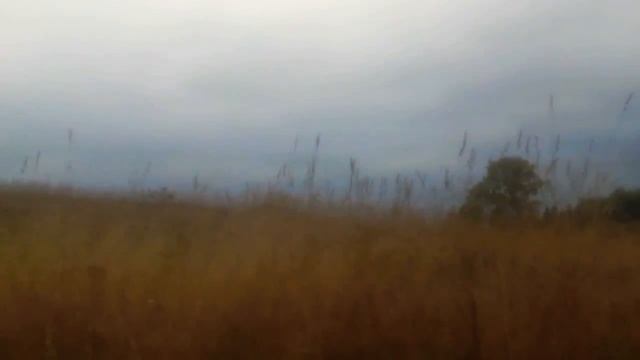 Я решил вам показать пихтовый лес в августе! смотреть онлайн