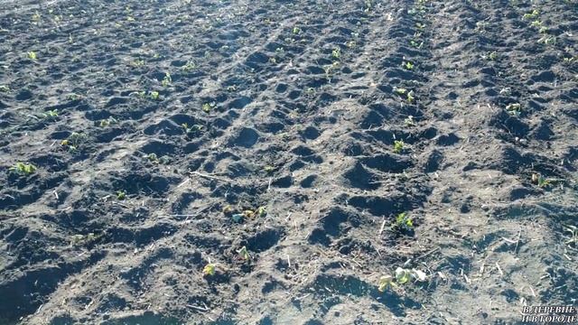 ПЕРЕЕХАЛИ ИЗ ГОРОДА В ДЕРЕВНЮ / Распаковка посылки / Посадили 10 соток клубники. смотреть онлайн