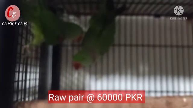Dusky Lory, Raw, Zebra Finches, Java, Budgies and others prices in Peshawar Birds Market смотреть онлайн
