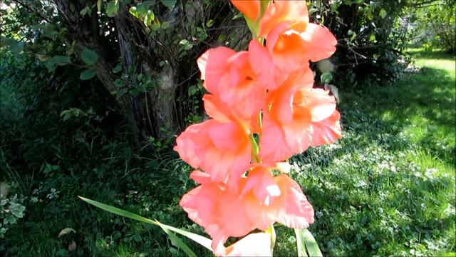 🌺My beautiful peach Gladiolus flower in growing stages🌺 смотреть онлайн