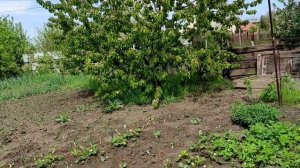 4 мая Мокрица, одуванчик, и другие травы для салата то что нужно.