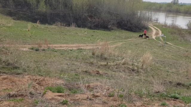 КАК ПРАВИЛЬНО НАГРУЖАТЬ СОБАКУ. ДРЕССИРОВКА ИЛИ ДИАЛОГ. смотреть онлайн