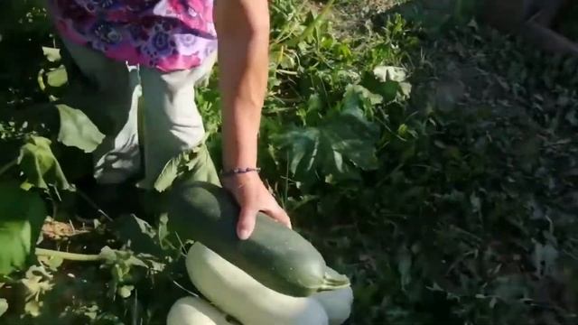 Кабачков урожай смотреть онлайн