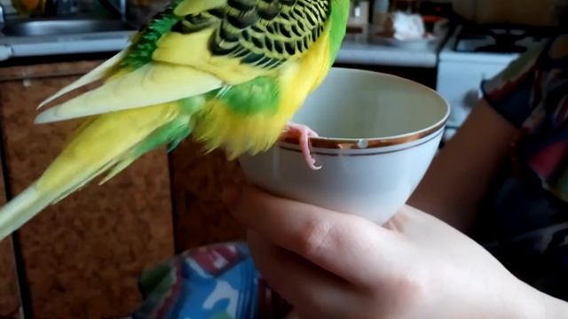 Гадание на кофейной гуще смотреть онлайн