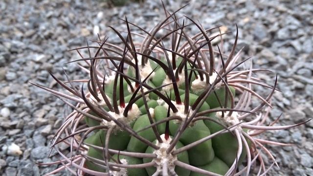 Gymnocalycium saglionis (F.Cels) Britton & Rose смотреть онлайн