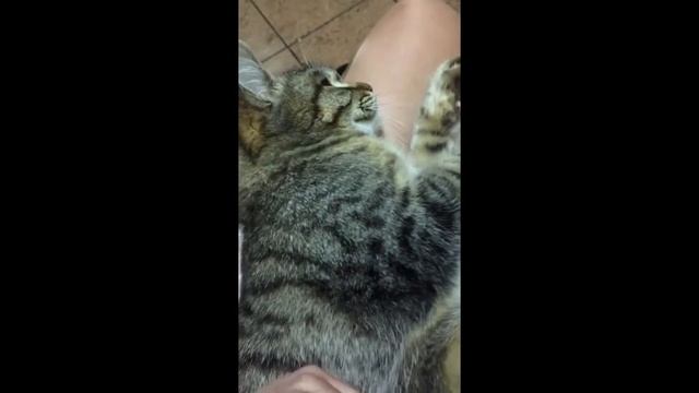 Пушистику так нравятся мои ножки в колготках! смотреть онлайн