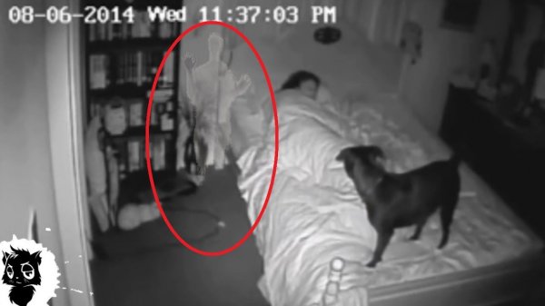 5 РЕАЛЬНЫХ СЛУЧАЕВ КОГДА ДОМОВОГО СНЯЛИ НА КАМЕРУ [Черный кот]