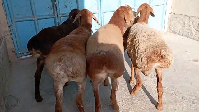 QIRGʻIZISTON ARASHAN SOVLIQLAR SOTILAD NARXI 2 MILYONDAN TEL 998763150 MANZIL NAMANGAN DASTAPKA BOR смотреть онлайн