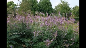 ВЕРОНИКАСТРУМ  (VERONICASTRUM)  сем. Норичниковые