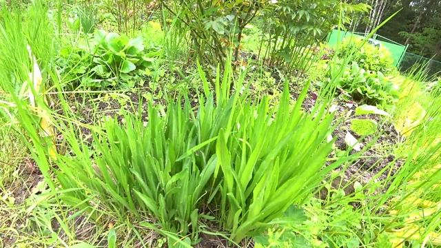 ЛИАТРИС. ОСОБЕННОСТИ ПОСАДКИ И УХОД
