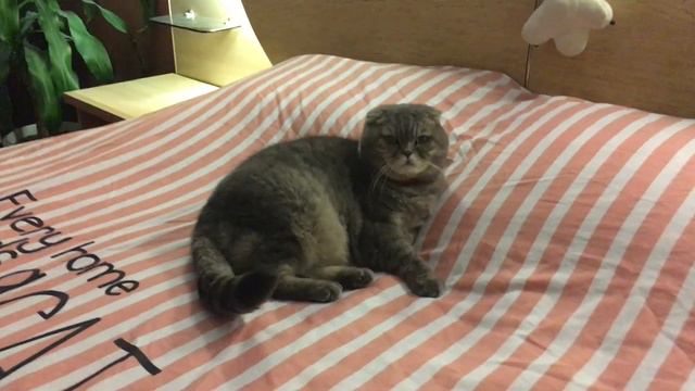 Каждому дому нужен Кот смотреть онлайн