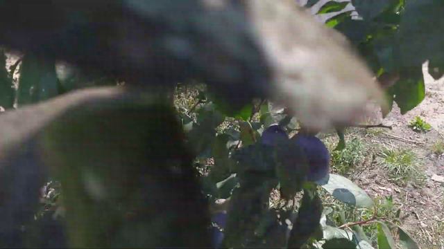 Слива сорт елена