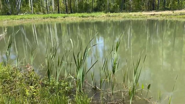 САДОВЫЙ ЦЕНТР. НАЧАЛО СТРОИТЕЛЬСТВА смотреть онлайн